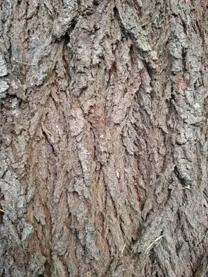 bark 