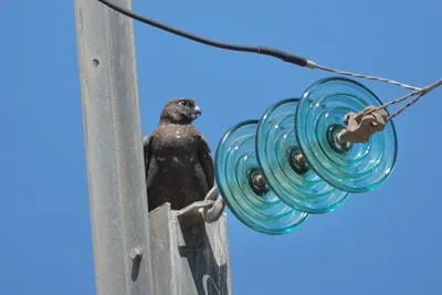 blackfalcon 