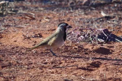 crestedbellbirdmale 
