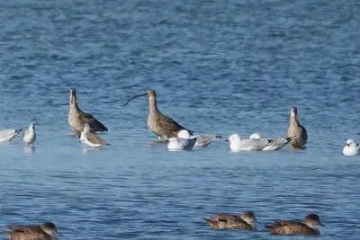 fareasterncurlew 