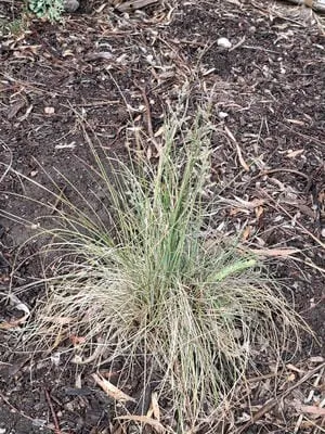 grass2 