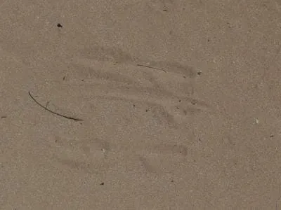 kangaroo tracks
