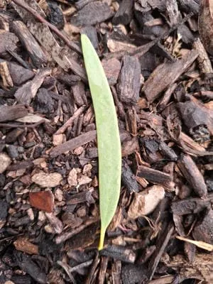 leaf 