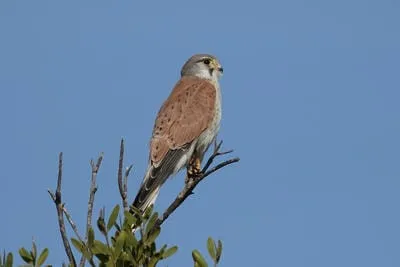 nankeenkestrel 