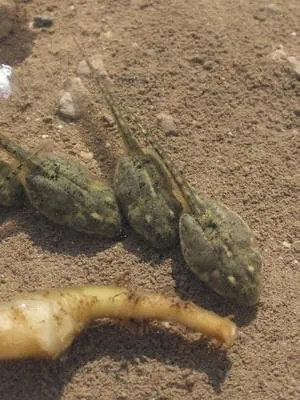 tadpoles mudadji by deb furbank