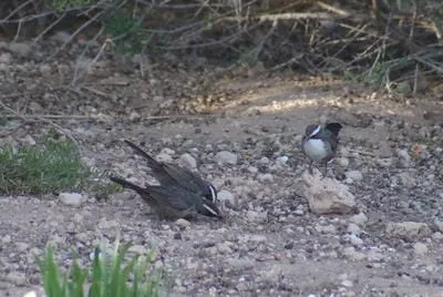 white browed babbler 2