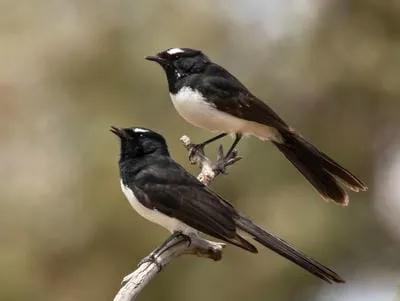 willy wagtail djindrin by wendy cook