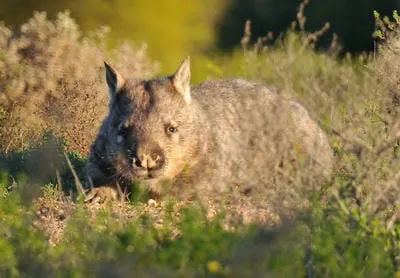 wombat southern hairy nosed wardu