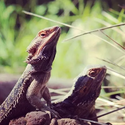 jew lizard bearded dragon bidnu by lochie cameron