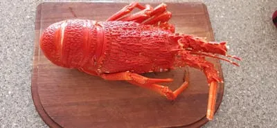 lobster 