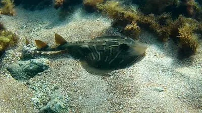 stingray by paul day